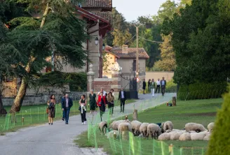 Des invités vêtus élégamment marchent le long d'une allée bordée d'arbres à côté de moutons en pâturage, près de bâtiments historiques aux toits en terre cuite lors d'une soirée de gala.
