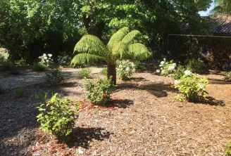 Un jardin verdoyant du château Gassies à Bordeaux avec un fougère arborescente élégante entourée d'arbustes fleuris aux fleurs blanches sur un chemin de gravier, sous l'ombre d'arbres matures.