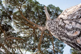 Vue ascendante d'un grand eucalyptus au tronc blanc-gris caractéristique et feuillage vert clairsemé, sur fond de ciel bleu dégagé, avec un terrain rocheux visible sur la droite.