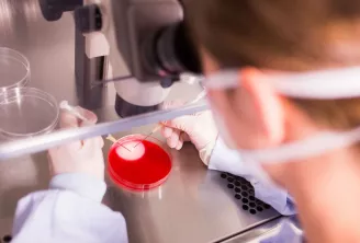 Technicienne de laboratoire portant des gants blancs manipulant une boîte de Pétri contenant un milieu de culture rouge sous une hotte de biosécurité, avec des équipements scientifiques visibles en arrière-plan.