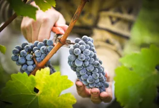 La main d'un vigneron récolte des raisins bleus mûrs sur une branche de vigne au château Pape Clément à Bordeaux, avec des sécateurs visibles en arrière-plan.