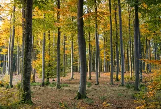 Une forêt de hêtres automnale tranquille aux feuillages dorés et verts, leurs troncs s'élevant sur un sol recouvert de feuilles brunes.