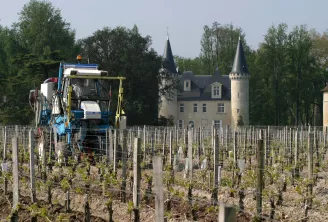 Une vendangeuse mécanique bleue fonctionnant dans un vignoble avec de jeunes vignes soutenues par des piquets en bois, avec un château médiéval aux deux tours visibles en arrière-plan entouré d'arbres.